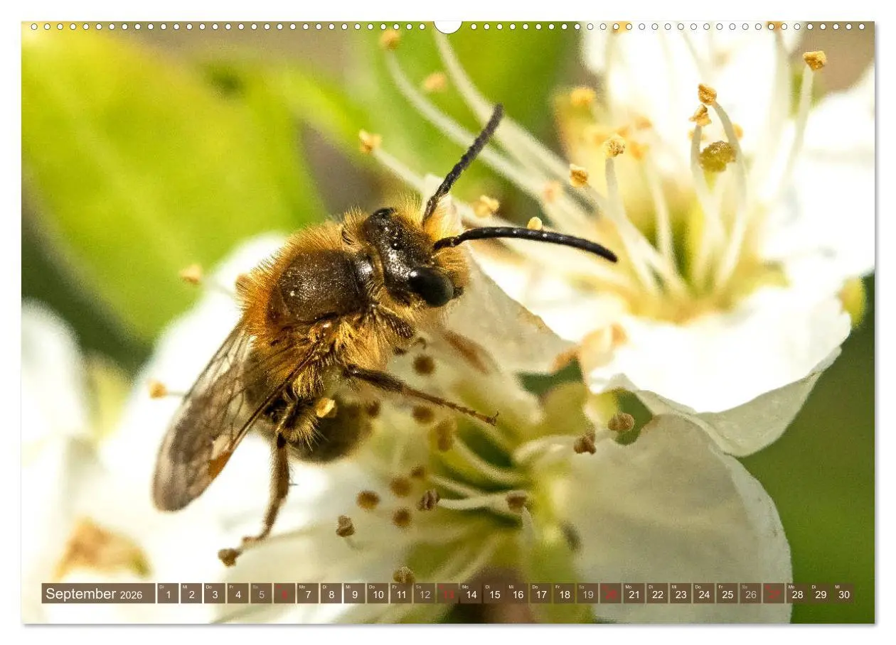 Bild: 9783457696514 | BIENEN - Kleine Nützlinge ganz groß (hochwertiger Premium...