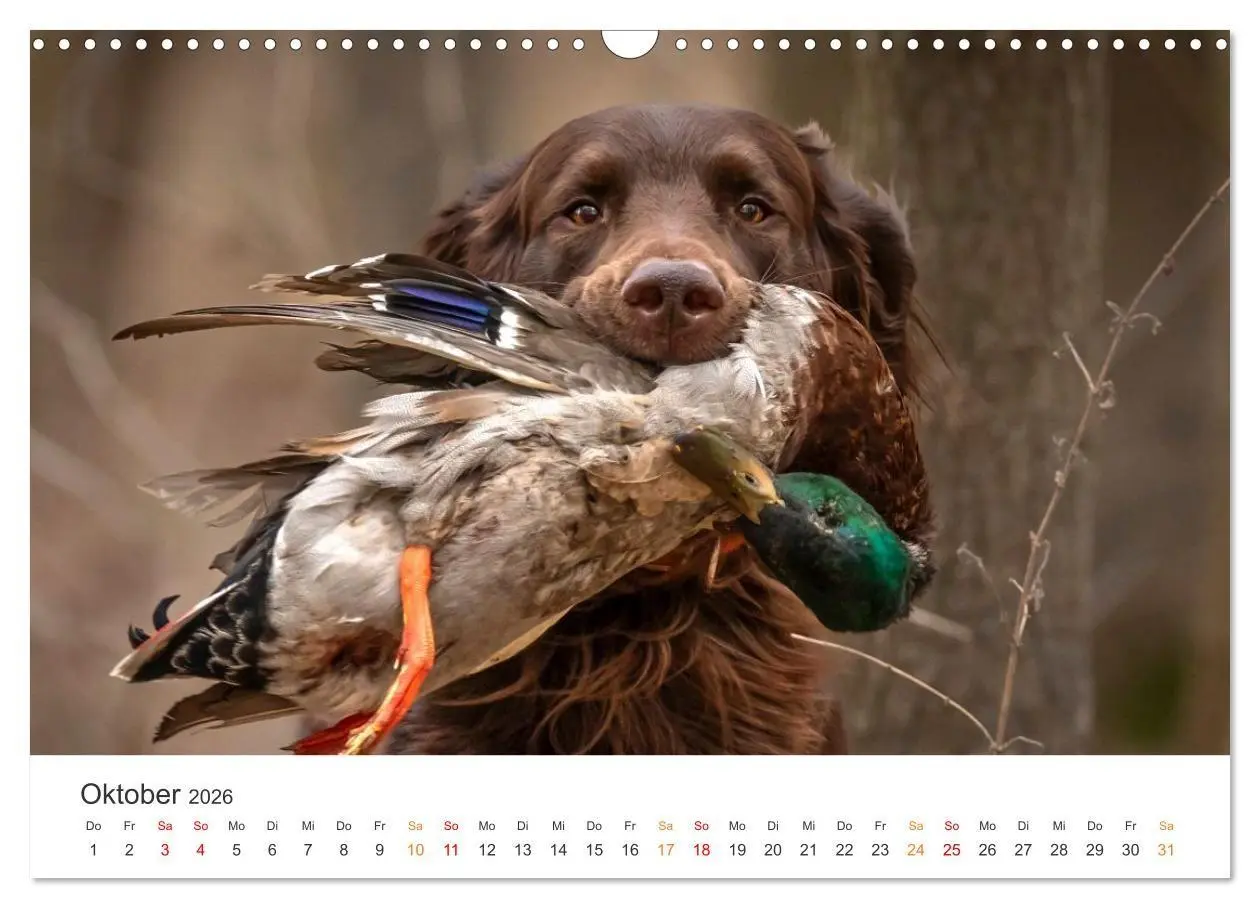 Bild: 9783457376614 | Treue Jagdgefährten - Jagdhunderassen im Portrait (Wandkalender...
