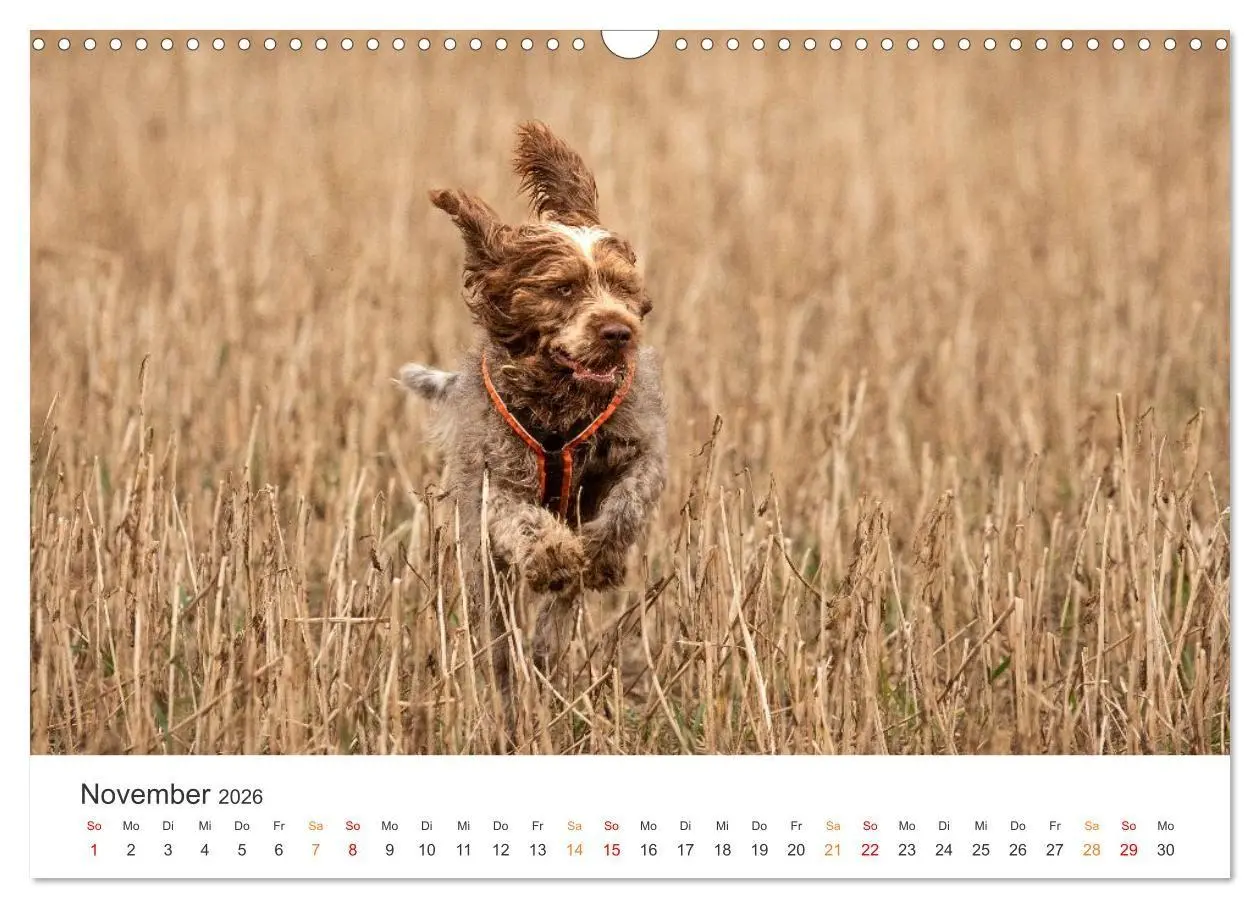 Bild: 9783457376614 | Treue Jagdgefährten - Jagdhunderassen im Portrait (Wandkalender...