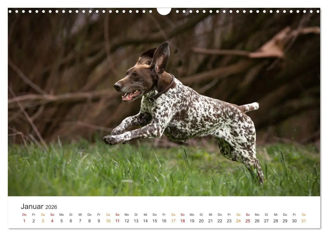 Bild: 9783457376614 | Treue Jagdgefährten - Jagdhunderassen im Portrait (Wandkalender...