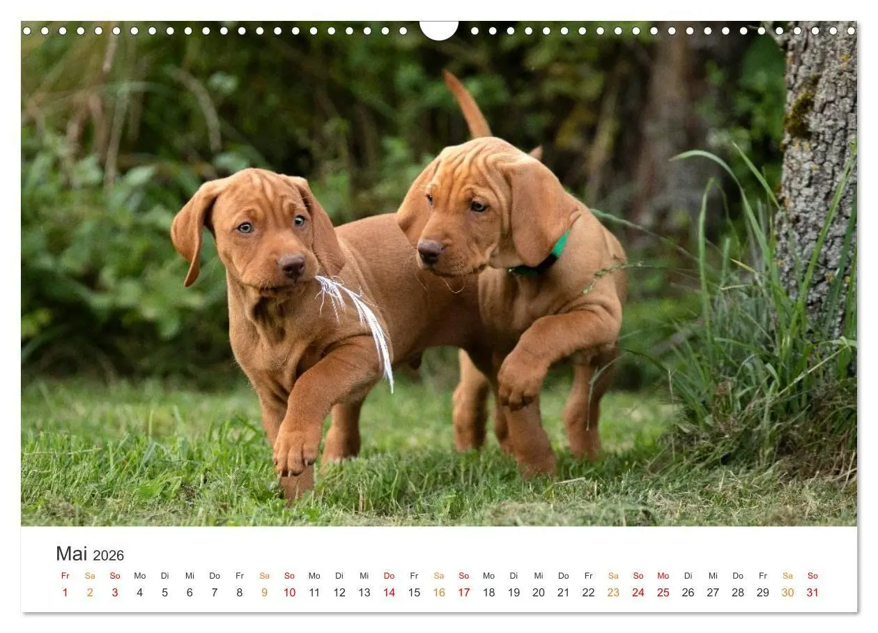Bild: 9783457376614 | Treue Jagdgefährten - Jagdhunderassen im Portrait (Wandkalender...