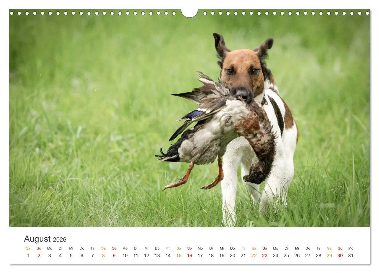 Bild: 9783457376614 | Treue Jagdgefährten - Jagdhunderassen im Portrait (Wandkalender...