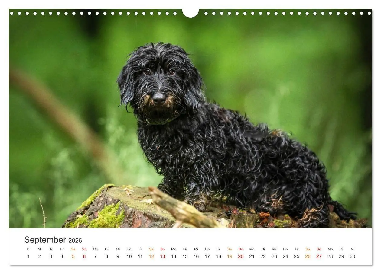 Bild: 9783457376614 | Treue Jagdgefährten - Jagdhunderassen im Portrait (Wandkalender...