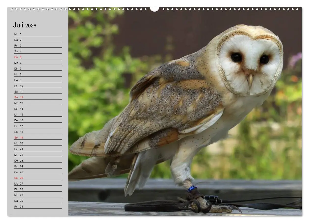 Bild: 9783457996614 | Eulen. Gefiederte Weisheit (Wandkalender 2026 DIN A2 quer),...