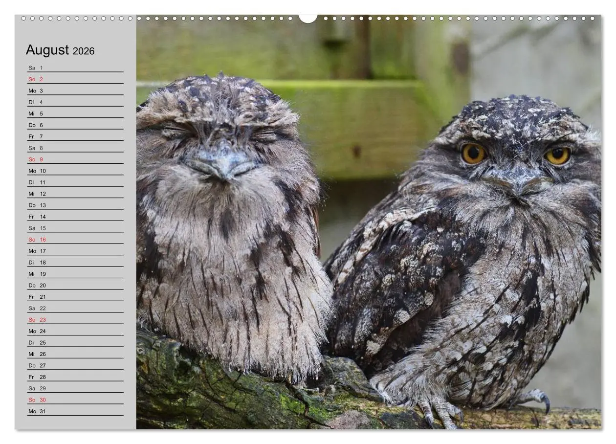 Bild: 9783457996614 | Eulen. Gefiederte Weisheit (Wandkalender 2026 DIN A2 quer),...