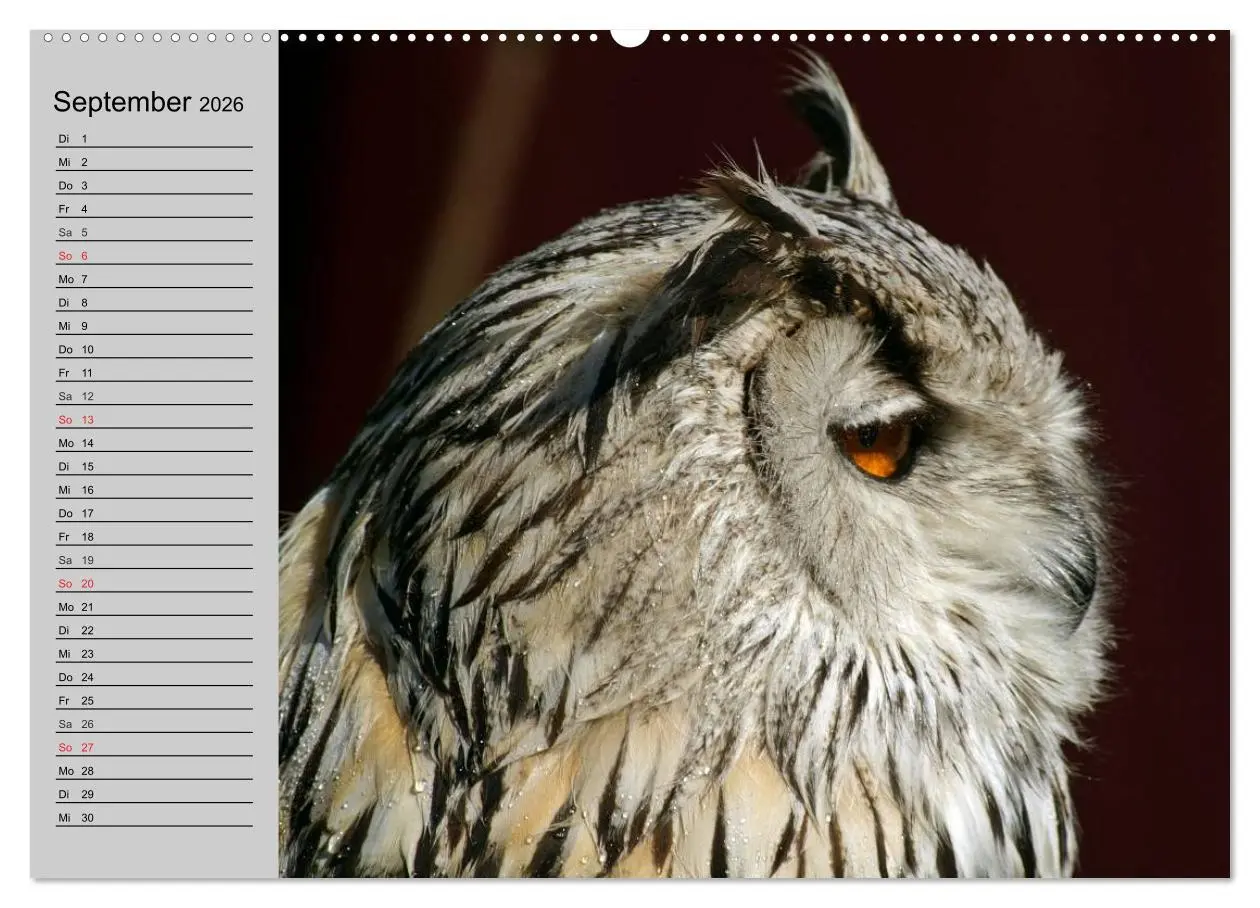 Bild: 9783457996614 | Eulen. Gefiederte Weisheit (Wandkalender 2026 DIN A2 quer),...