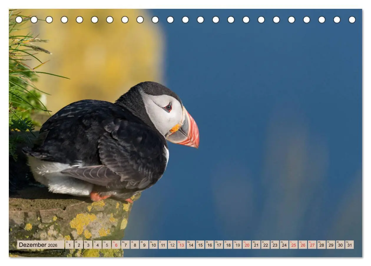 Bild: 9783457806814 | Papageitaucher - Puffins (Tischkalender 2026 DIN A5 quer), CALVENDO...