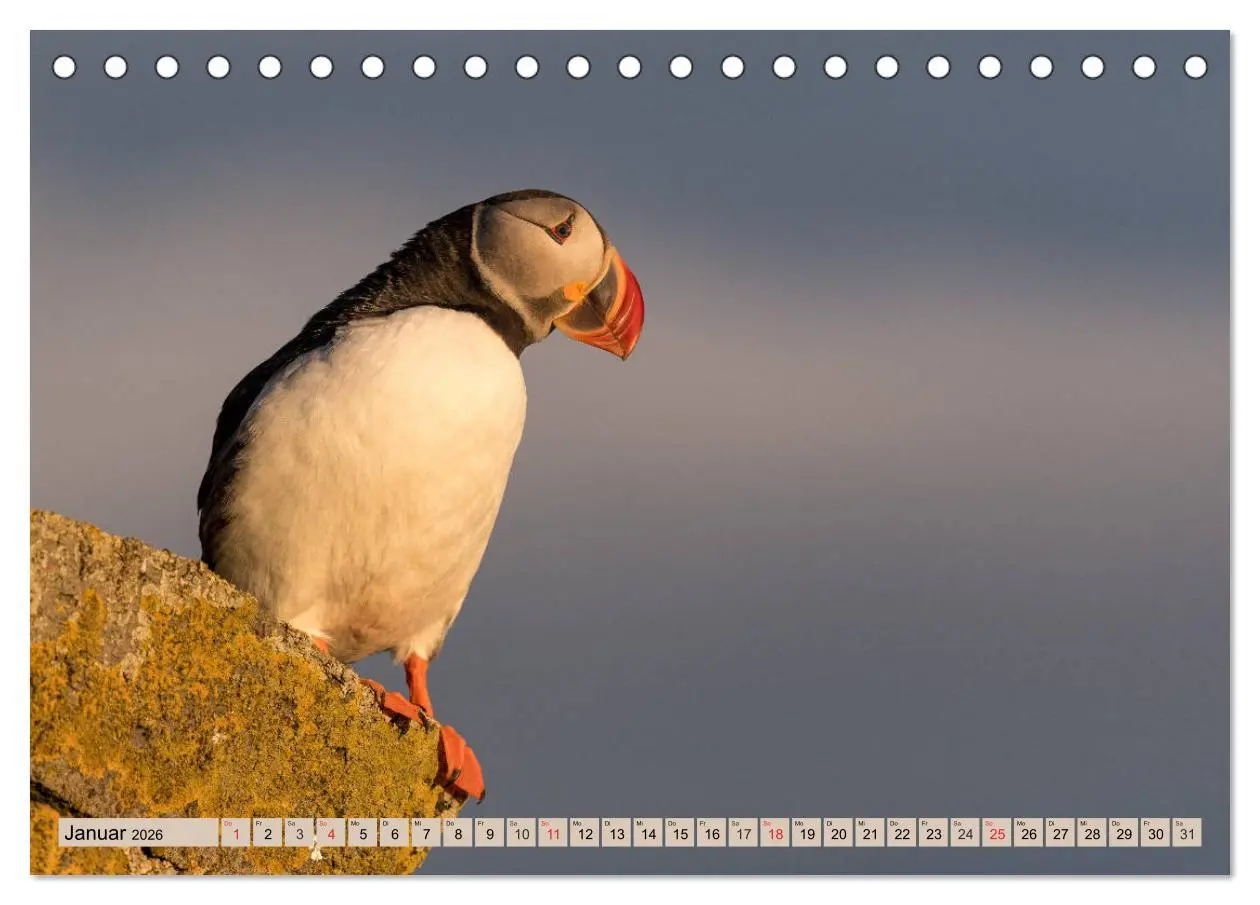 Bild: 9783457806814 | Papageitaucher - Puffins (Tischkalender 2026 DIN A5 quer), CALVENDO...