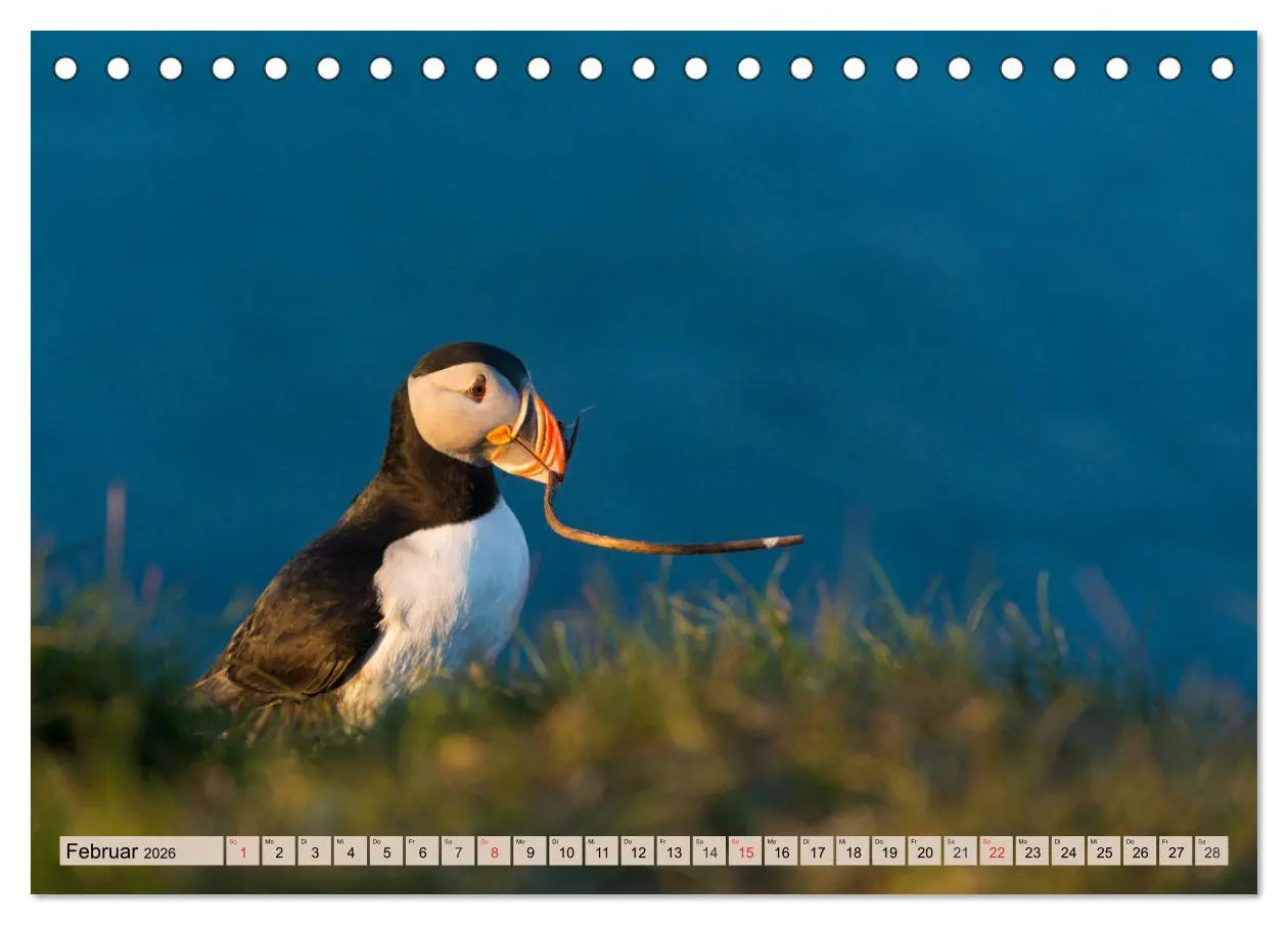 Bild: 9783457806814 | Papageitaucher - Puffins (Tischkalender 2026 DIN A5 quer), CALVENDO...