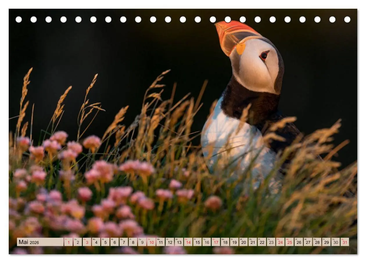 Bild: 9783457806814 | Papageitaucher - Puffins (Tischkalender 2026 DIN A5 quer), CALVENDO...
