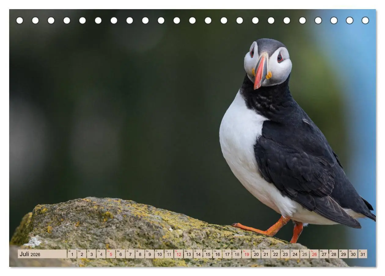 Bild: 9783457806814 | Papageitaucher - Puffins (Tischkalender 2026 DIN A5 quer), CALVENDO...