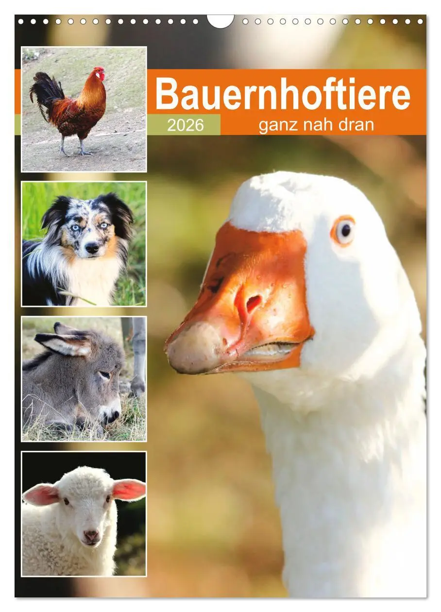 Cover: 9783516366914 | Bauernhoftiere, ganz nah dran (Wandkalender 2026 DIN A3 hoch),...