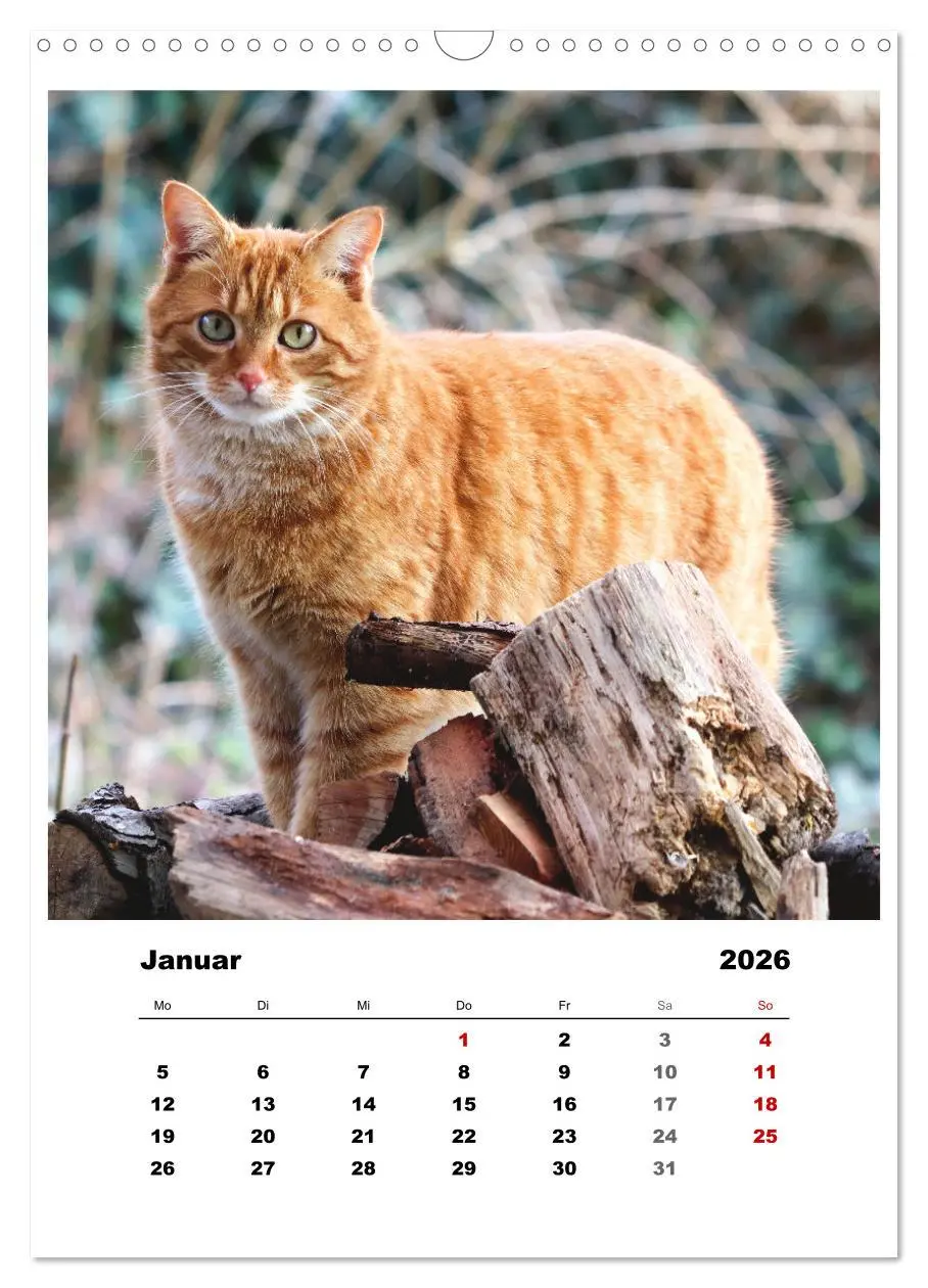 Bild: 9783516366914 | Bauernhoftiere, ganz nah dran (Wandkalender 2026 DIN A3 hoch),...