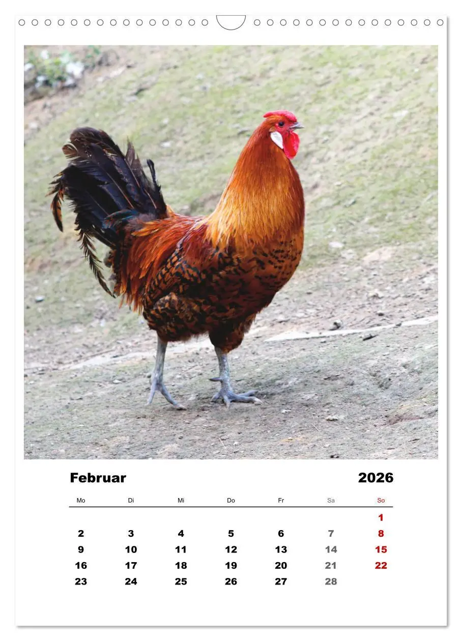 Bild: 9783516366914 | Bauernhoftiere, ganz nah dran (Wandkalender 2026 DIN A3 hoch),...