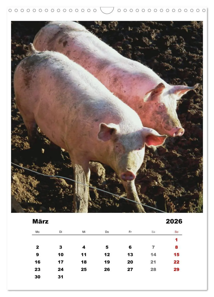 Bild: 9783516366914 | Bauernhoftiere, ganz nah dran (Wandkalender 2026 DIN A3 hoch),...