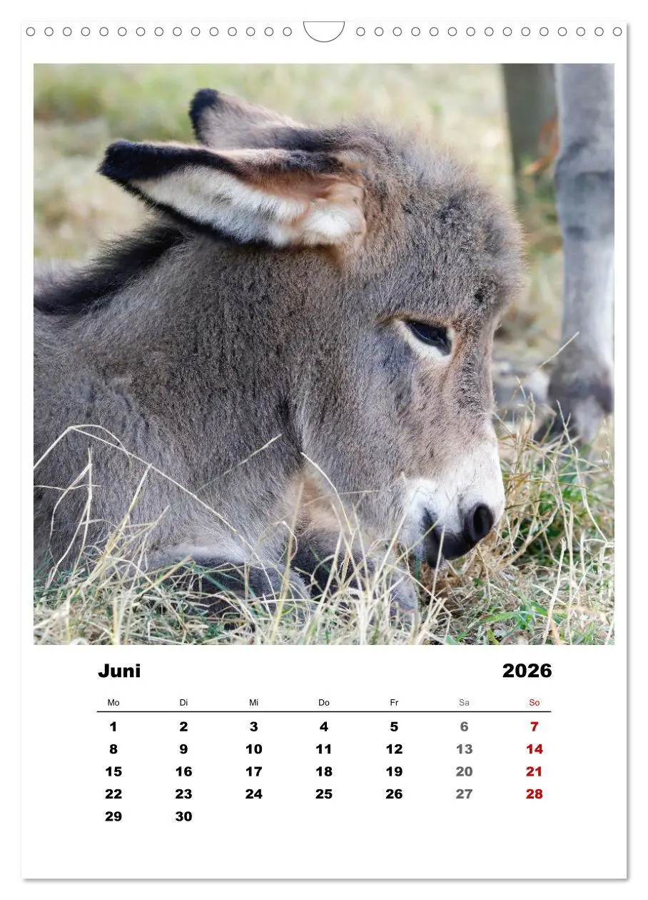 Bild: 9783516366914 | Bauernhoftiere, ganz nah dran (Wandkalender 2026 DIN A3 hoch),...
