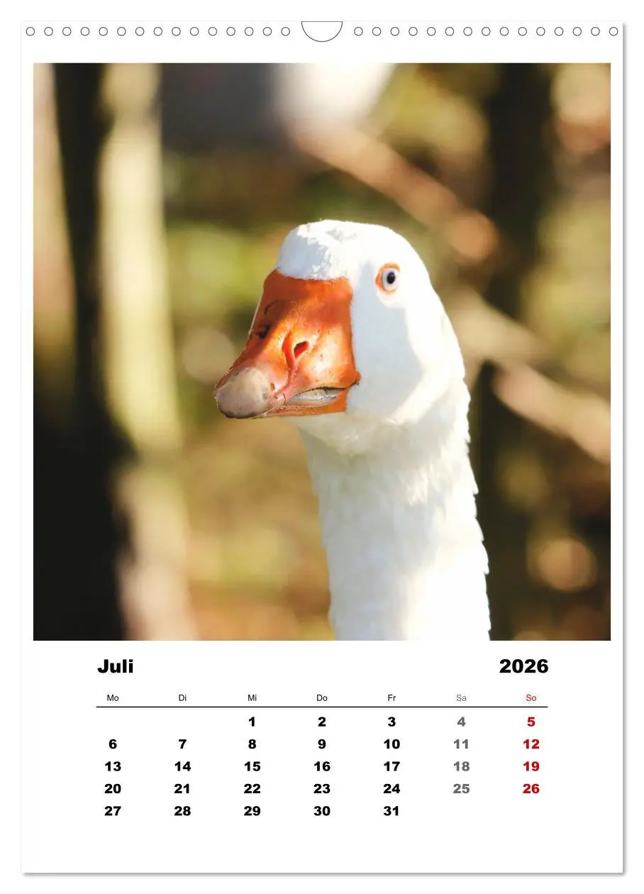 Bild: 9783516366914 | Bauernhoftiere, ganz nah dran (Wandkalender 2026 DIN A3 hoch),...