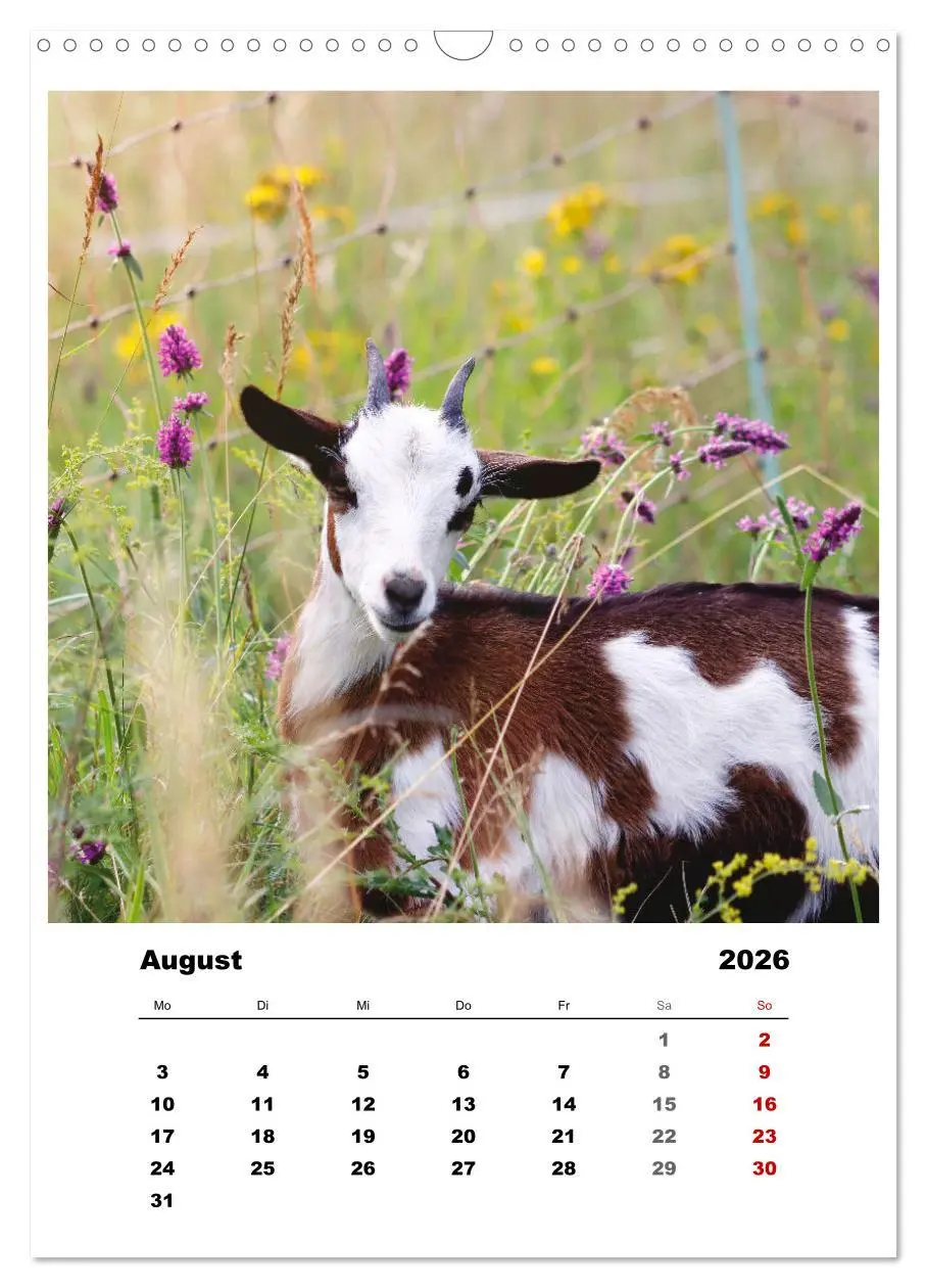 Bild: 9783516366914 | Bauernhoftiere, ganz nah dran (Wandkalender 2026 DIN A3 hoch),...