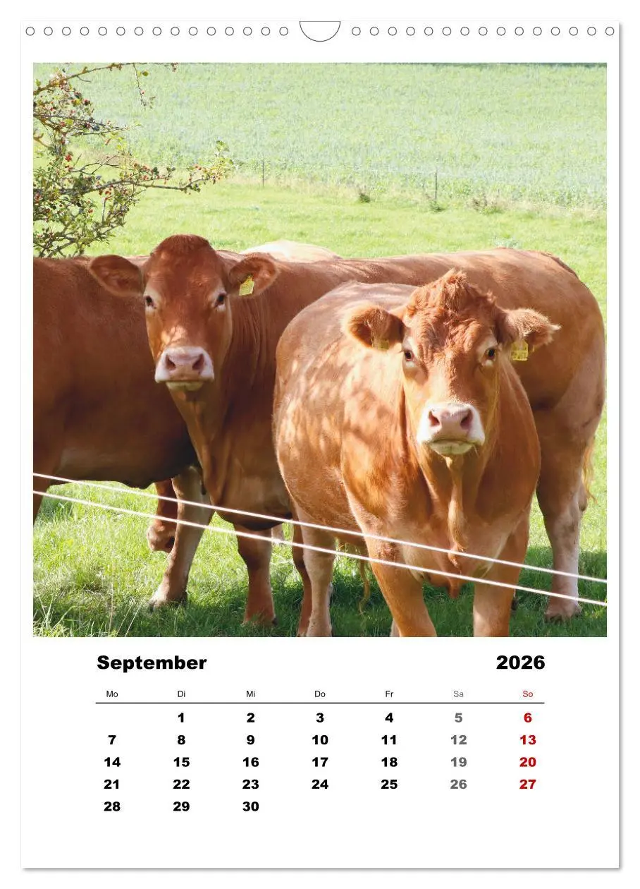 Bild: 9783516366914 | Bauernhoftiere, ganz nah dran (Wandkalender 2026 DIN A3 hoch),...
