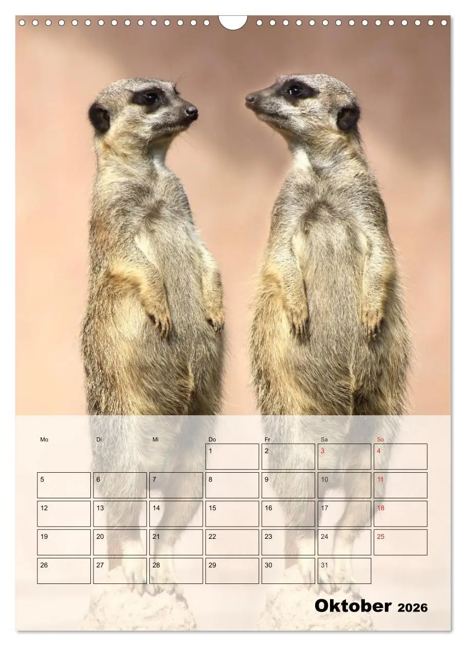 Bild: 9783516436914 | Erdmännchen - Afrikas liebenswerte Zwerge (Wandkalender 2026 DIN A3...
