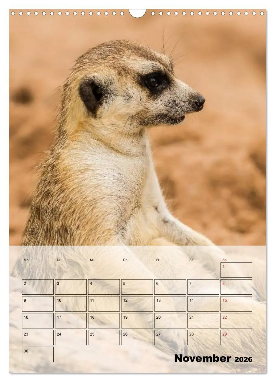 Bild: 9783516436914 | Erdmännchen - Afrikas liebenswerte Zwerge (Wandkalender 2026 DIN A3...
