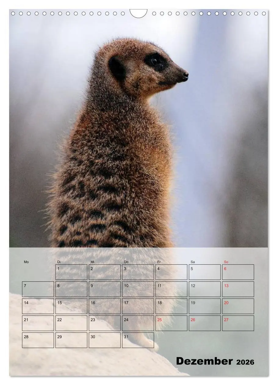 Bild: 9783516436914 | Erdmännchen - Afrikas liebenswerte Zwerge (Wandkalender 2026 DIN A3...