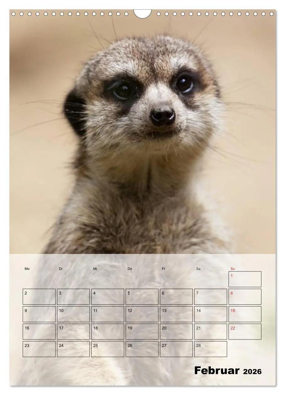 Bild: 9783516436914 | Erdmännchen - Afrikas liebenswerte Zwerge (Wandkalender 2026 DIN A3...