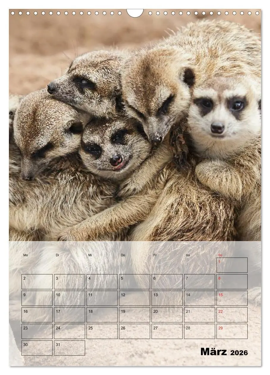 Bild: 9783516436914 | Erdmännchen - Afrikas liebenswerte Zwerge (Wandkalender 2026 DIN A3...