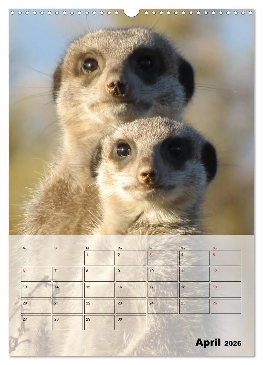 Bild: 9783516436914 | Erdmännchen - Afrikas liebenswerte Zwerge (Wandkalender 2026 DIN A3...