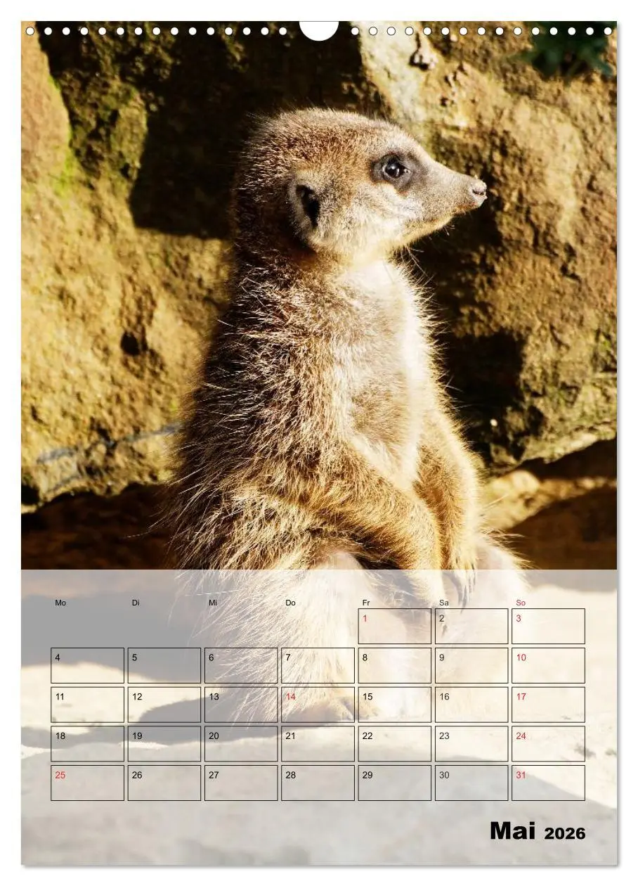Bild: 9783516436914 | Erdmännchen - Afrikas liebenswerte Zwerge (Wandkalender 2026 DIN A3...