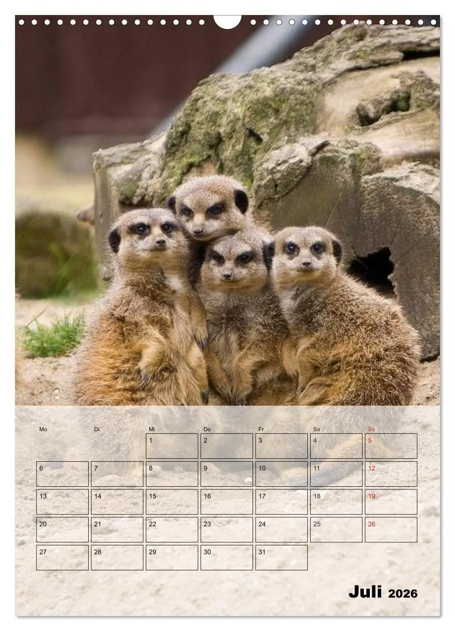 Bild: 9783516436914 | Erdmännchen - Afrikas liebenswerte Zwerge (Wandkalender 2026 DIN A3...