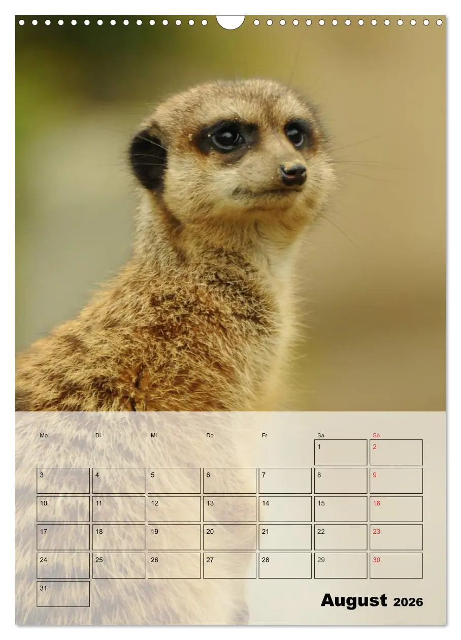 Bild: 9783516436914 | Erdmännchen - Afrikas liebenswerte Zwerge (Wandkalender 2026 DIN A3...