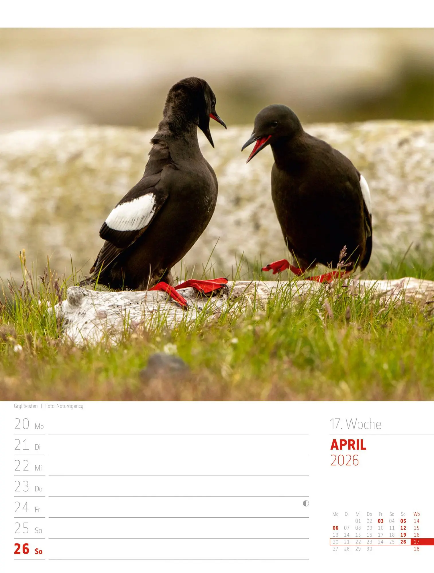 Bild: 9783838426914 | Island - Die Insel aus Feuer und Eis - Wochenplaner Kalender 2026