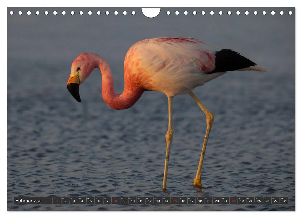 Bild: 9783457787014 | Traumwelt Chile (Wandkalender 2026 DIN A4 quer), CALVENDO...