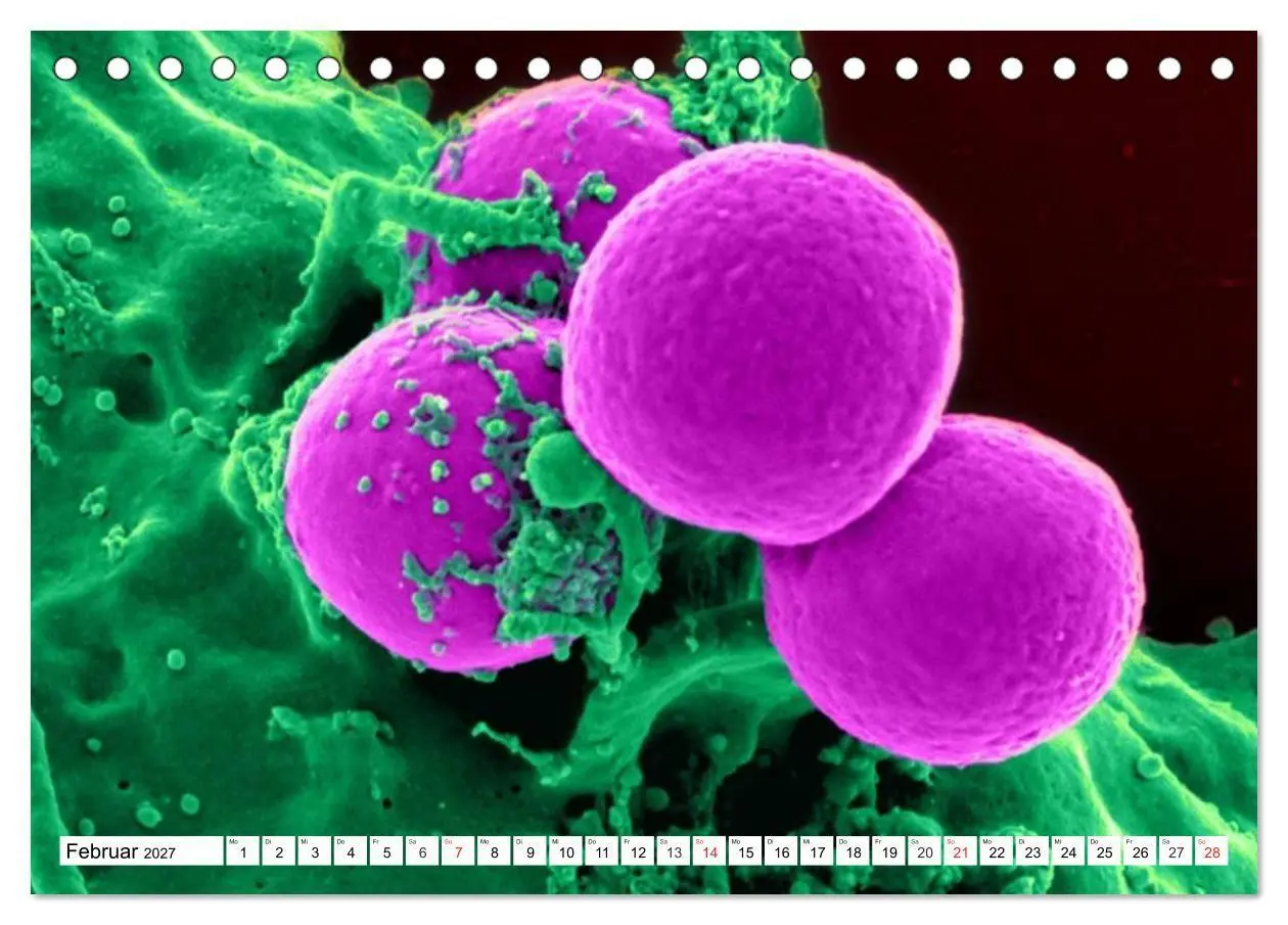Bild: 9783569897014 | Mikrobiologie. Mikroorganismen, Genetik und Zellen (Tischkalender...