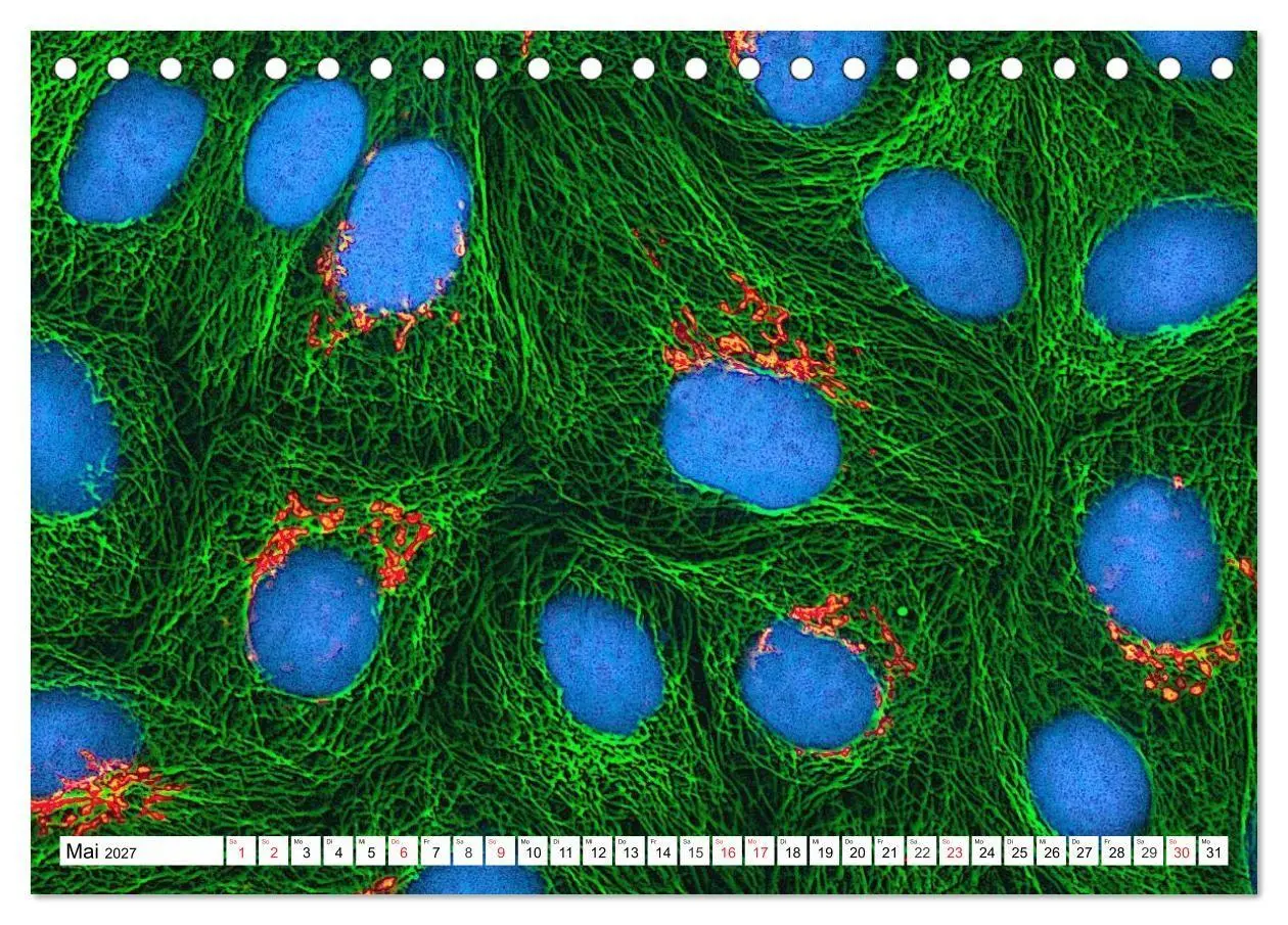 Bild: 9783569897014 | Mikrobiologie. Mikroorganismen, Genetik und Zellen (Tischkalender...