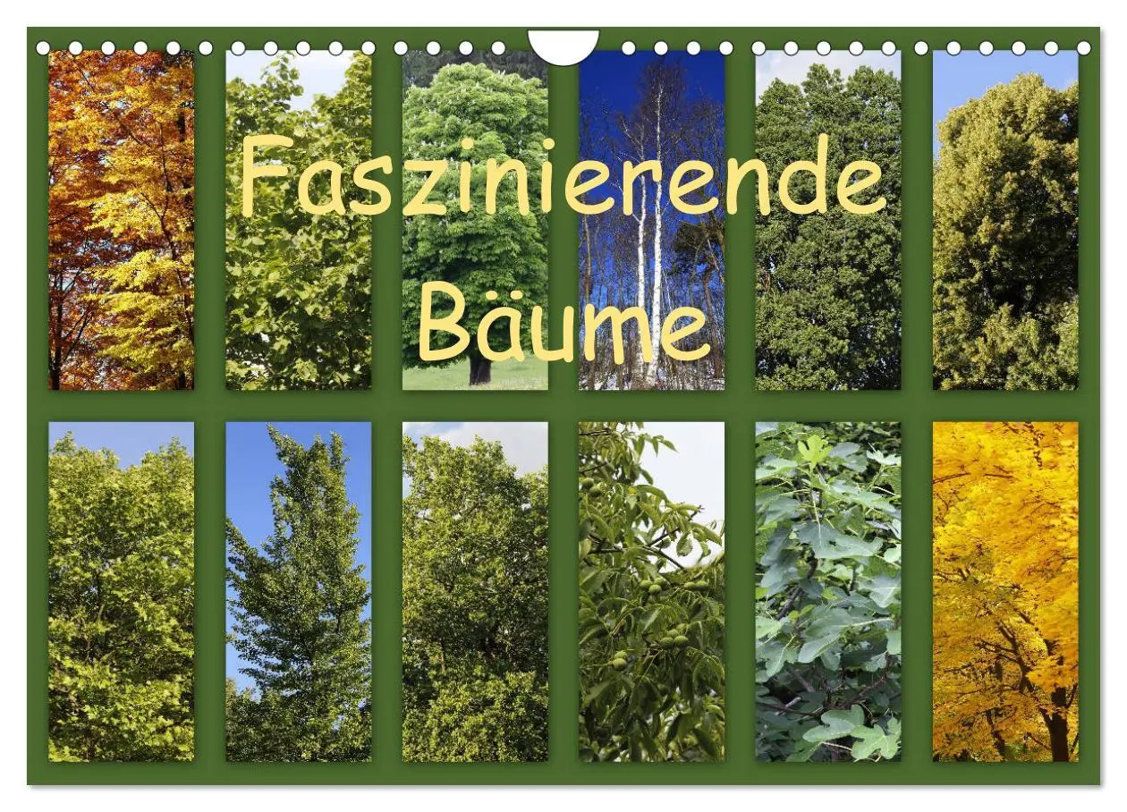 Cover: 9783457907214 | Faszinierende Bäume (Wandkalender 2026 DIN A4 quer), CALVENDO...