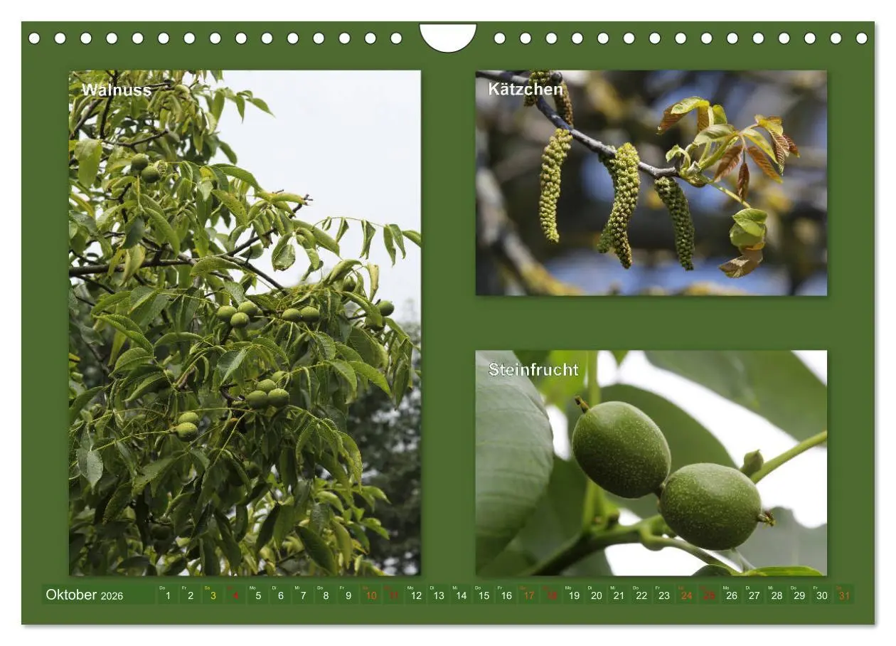 Bild: 9783457907214 | Faszinierende Bäume (Wandkalender 2026 DIN A4 quer), CALVENDO...