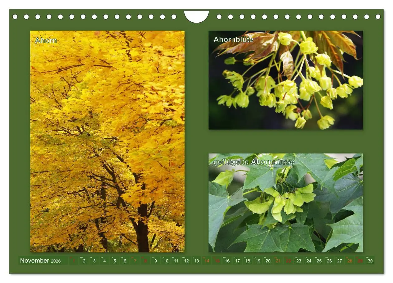 Bild: 9783457907214 | Faszinierende Bäume (Wandkalender 2026 DIN A4 quer), CALVENDO...