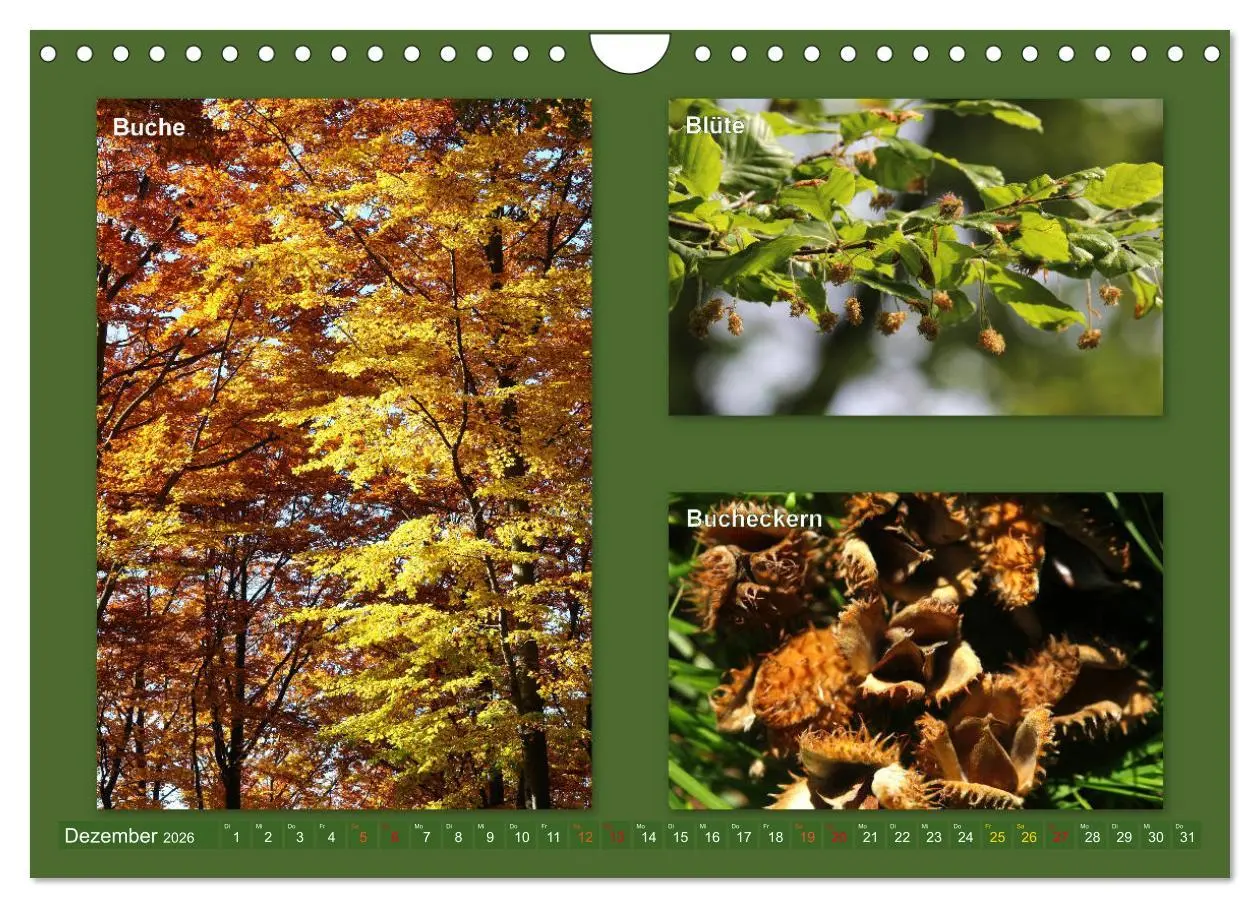 Bild: 9783457907214 | Faszinierende Bäume (Wandkalender 2026 DIN A4 quer), CALVENDO...