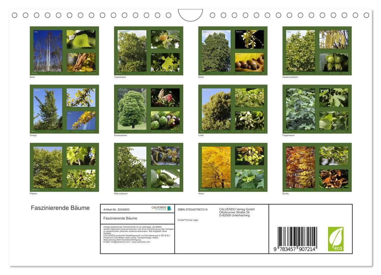 Bild: 9783457907214 | Faszinierende Bäume (Wandkalender 2026 DIN A4 quer), CALVENDO...