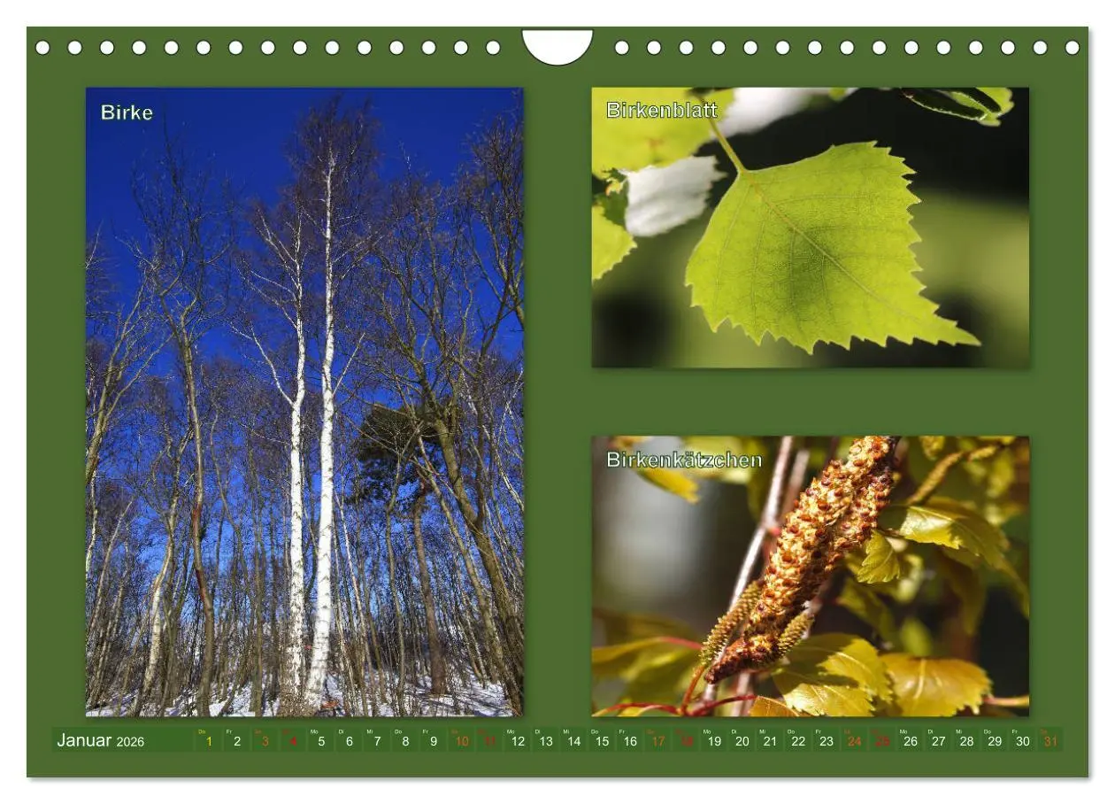 Bild: 9783457907214 | Faszinierende Bäume (Wandkalender 2026 DIN A4 quer), CALVENDO...