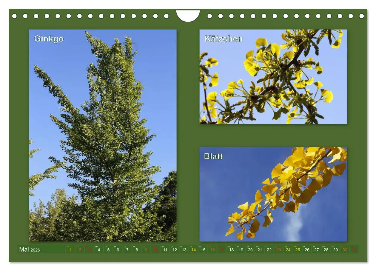 Bild: 9783457907214 | Faszinierende Bäume (Wandkalender 2026 DIN A4 quer), CALVENDO...