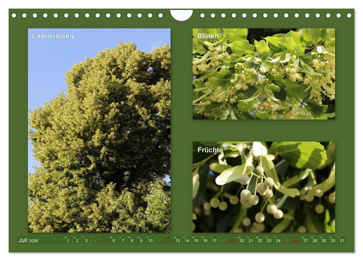 Bild: 9783457907214 | Faszinierende Bäume (Wandkalender 2026 DIN A4 quer), CALVENDO...