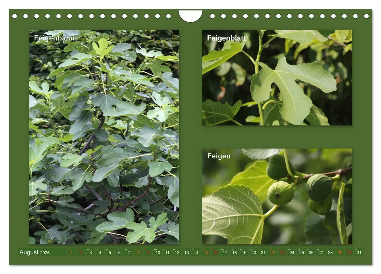 Bild: 9783457907214 | Faszinierende Bäume (Wandkalender 2026 DIN A4 quer), CALVENDO...