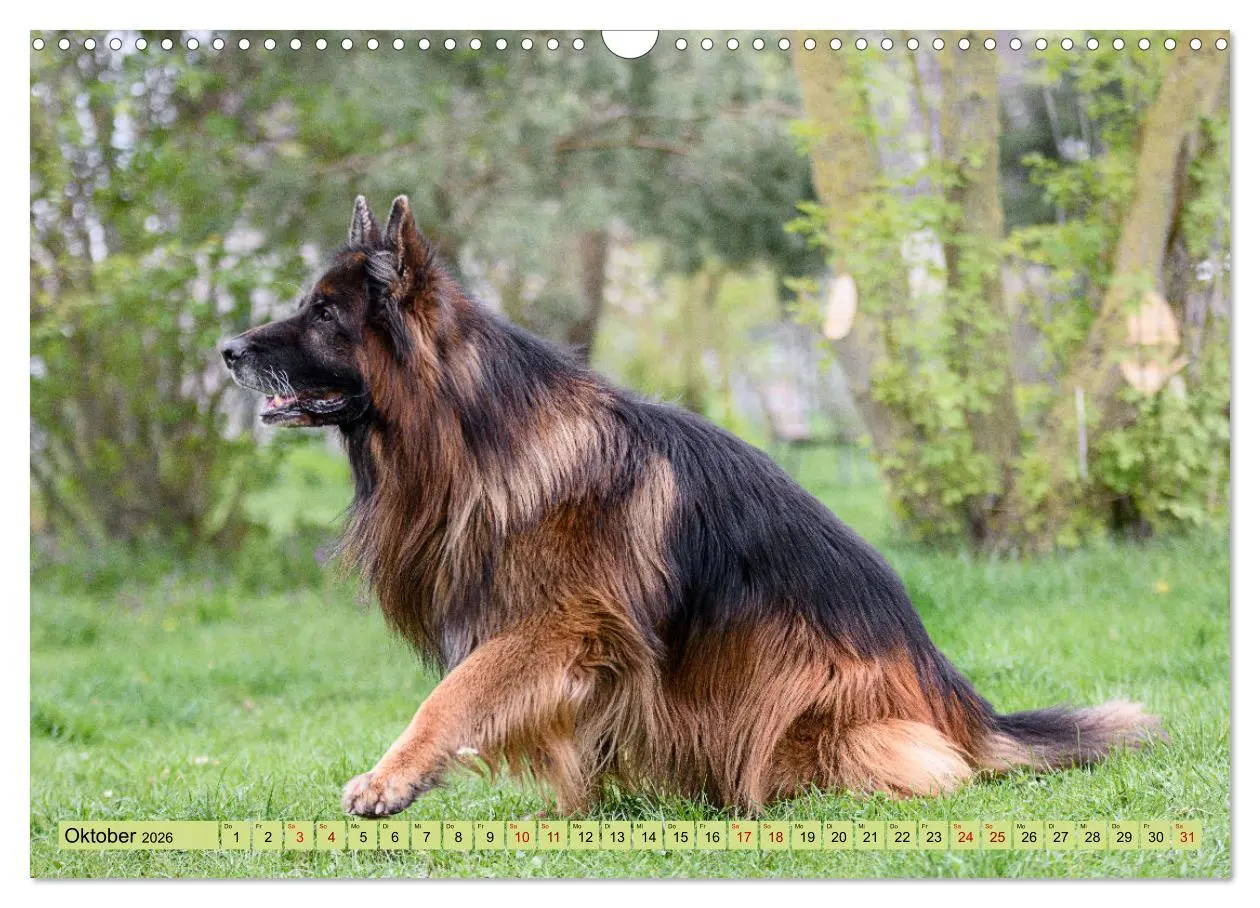 Bild: 9783457517314 | Altdeutsche Schäferhunde - Traumhafte Schäferhunde Langstockhaar...