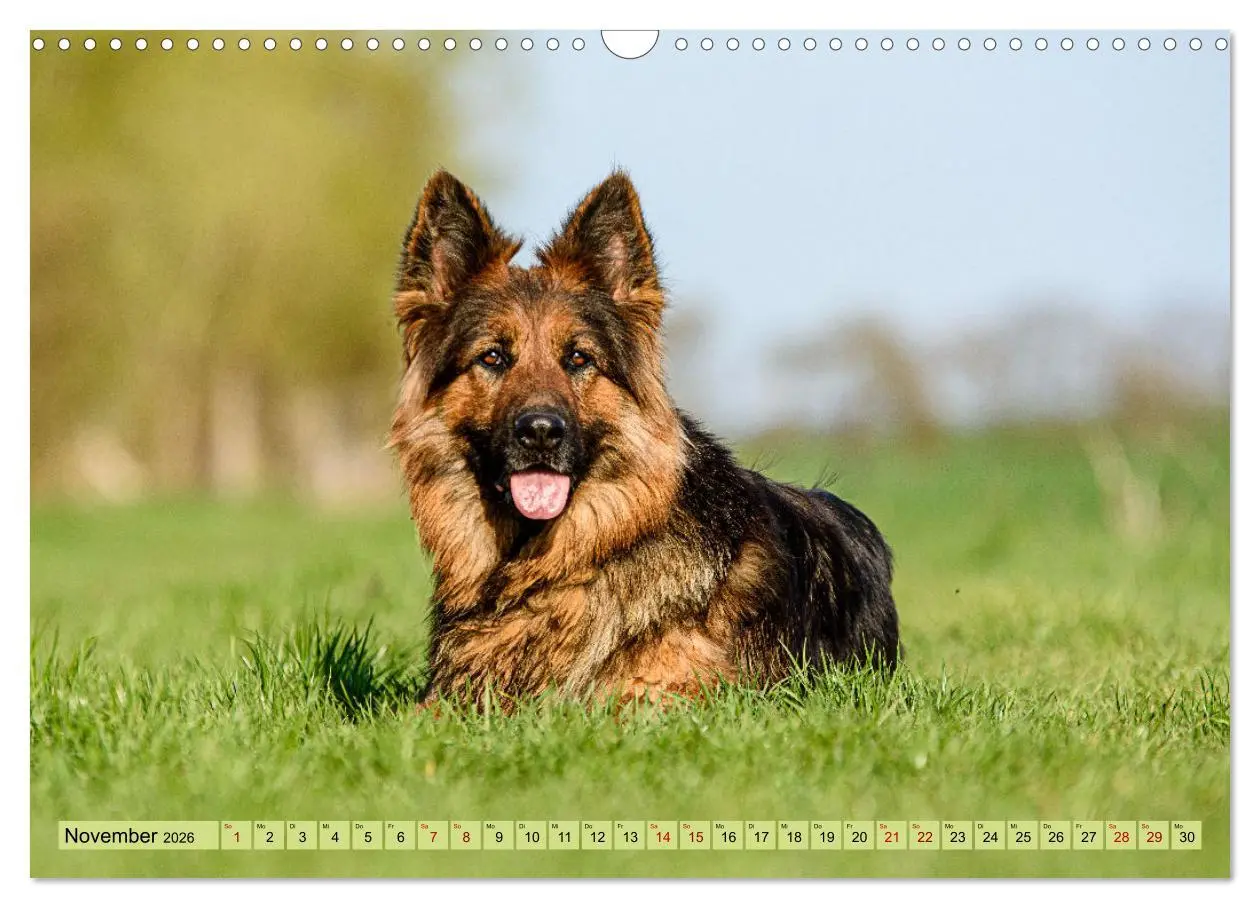 Bild: 9783457517314 | Altdeutsche Schäferhunde - Traumhafte Schäferhunde Langstockhaar...