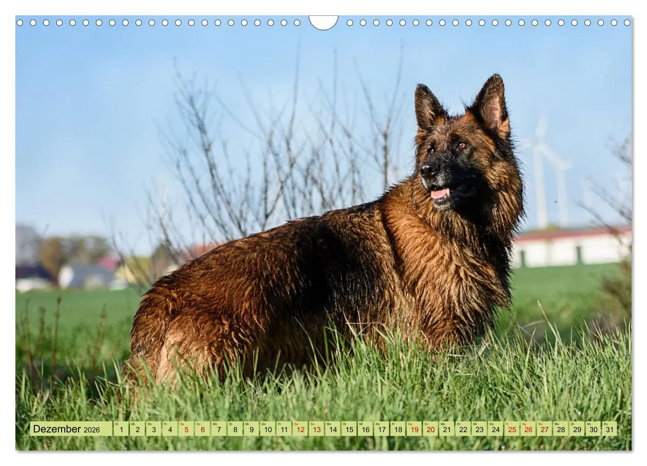 Bild: 9783457517314 | Altdeutsche Schäferhunde - Traumhafte Schäferhunde Langstockhaar...