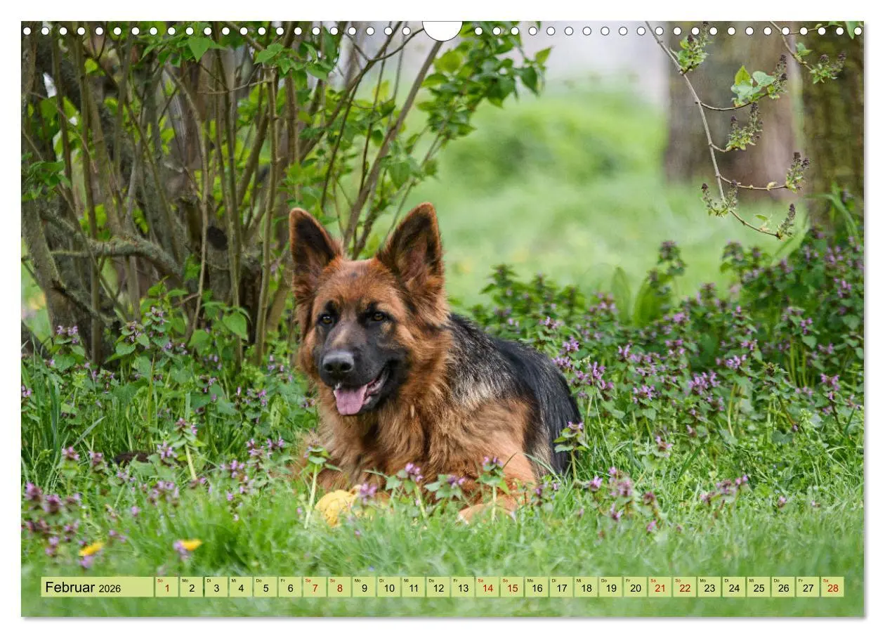 Bild: 9783457517314 | Altdeutsche Schäferhunde - Traumhafte Schäferhunde Langstockhaar...