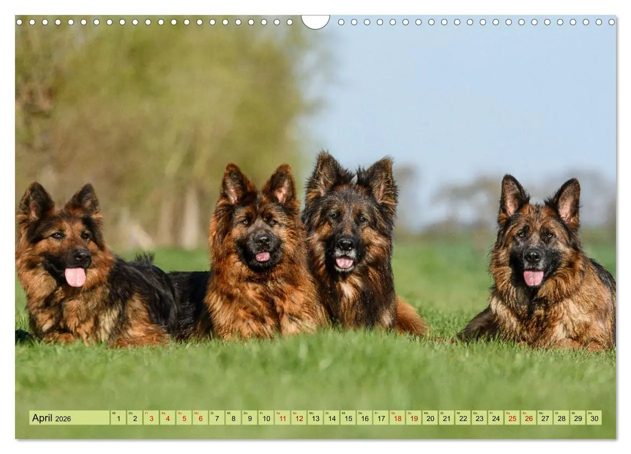 Bild: 9783457517314 | Altdeutsche Schäferhunde - Traumhafte Schäferhunde Langstockhaar...